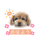 トイプードル ステラのスタンプ（個別スタンプ：2）