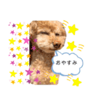 トイプードル ステラのスタンプ（個別スタンプ：4）