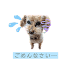 トイプードル ステラのスタンプ（個別スタンプ：7）