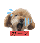 トイプードル ステラのスタンプ（個別スタンプ：12）