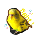 癒されインコのかわいいスタンプ（個別スタンプ：1）