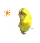 癒されインコのかわいいスタンプ（個別スタンプ：2）