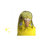 癒されインコのかわいいスタンプ（個別スタンプ：3）