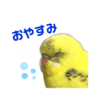 癒されインコのかわいいスタンプ（個別スタンプ：4）