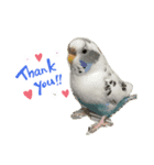 癒されインコのかわいいスタンプ（個別スタンプ：6）