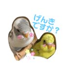 癒されインコのかわいいスタンプ（個別スタンプ：8）