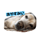 癒しのおからくん（個別スタンプ：1）