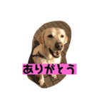 癒しのおからくん（個別スタンプ：5）