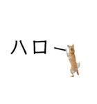 豆柴メイリー2（個別スタンプ：1）