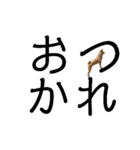 豆柴メイリー2（個別スタンプ：6）