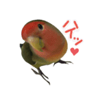 我はコザクラなインコなり（個別スタンプ：2）