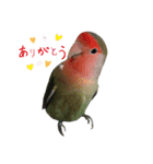 我はコザクラなインコなり（個別スタンプ：4）