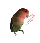 我はコザクラなインコなり（個別スタンプ：6）