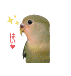 我はコザクラなインコなり（個別スタンプ：9）
