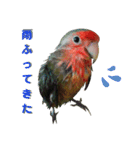 我はコザクラなインコなり（個別スタンプ：10）