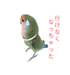 我はコザクラなインコなり（個別スタンプ：11）