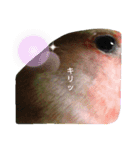 我はコザクラなインコなり（個別スタンプ：13）