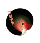 我はコザクラなインコなり（個別スタンプ：14）