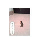 我はコザクラなインコなり（個別スタンプ：15）
