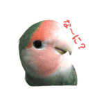 我はコザクラなインコなり（個別スタンプ：16）