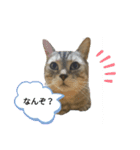 うちのにゃーさん…『てんちゃん①』（個別スタンプ：1）