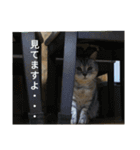 うちのにゃーさん…『てんちゃん①』（個別スタンプ：4）