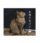 うちのにゃーさん…『てんちゃん①』（個別スタンプ：6）