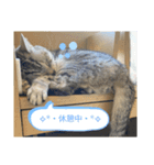 うちのにゃーさん…『てんちゃん①』（個別スタンプ：9）
