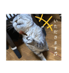 うちのにゃーさん…『てんちゃん①』（個別スタンプ：10）