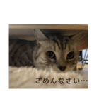 うちのにゃーさん…『てんちゃん①』（個別スタンプ：16）