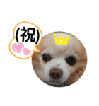 愛犬達のスローディズ4（個別スタンプ：4）