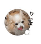 愛犬達のスローディズ4（個別スタンプ：9）
