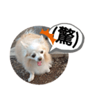 愛犬達のスローディズ4（個別スタンプ：10）