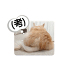 愛犬達のスローディズ4（個別スタンプ：12）