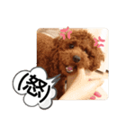 愛犬達のスローディズ4（個別スタンプ：14）