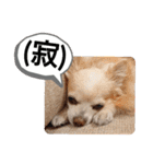 愛犬達のスローディズ4（個別スタンプ：15）