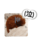 愛犬達のスローディズ4（個別スタンプ：16）