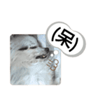 愛犬達のスローディズ4（個別スタンプ：17）