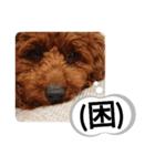 愛犬達のスローディズ4（個別スタンプ：18）