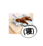愛犬達のスローディズ4（個別スタンプ：19）