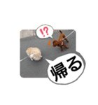 愛犬達のスローディズ4（個別スタンプ：20）