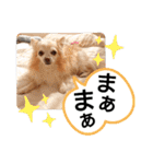 愛犬達のスローディズ4（個別スタンプ：22）