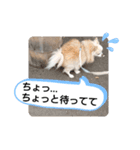 愛犬達のスローディズ4（個別スタンプ：23）