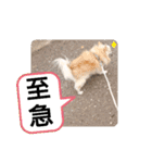 愛犬達のスローディズ4（個別スタンプ：24）