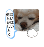 愛犬達のスローディズ4（個別スタンプ：26）