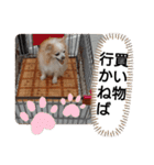 愛犬達のスローディズ4（個別スタンプ：28）