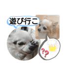 愛犬達のスローディズ4（個別スタンプ：30）