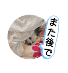 愛犬達のスローディズ4（個別スタンプ：31）