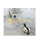 白鳥＆カモ（個別スタンプ：1）