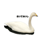 白鳥＆カモ（個別スタンプ：3）